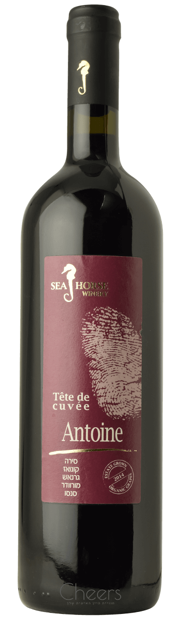 סוסון ים אנטואן